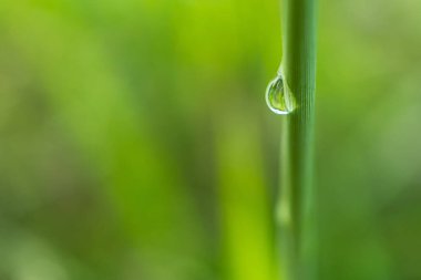 Yağmur sonrası yapraklara yağmur damlaları