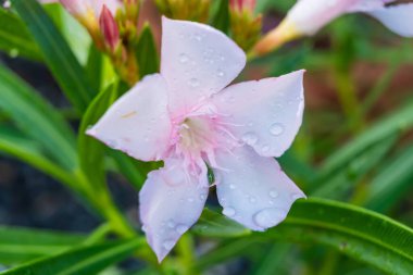 Üzerinde su damlaları olan pembe çiçek tomurcukları: Bu tanım çiçeğin renginden, su damlacıklarından ve taç yapraklarının hassas doğasından bahseder.