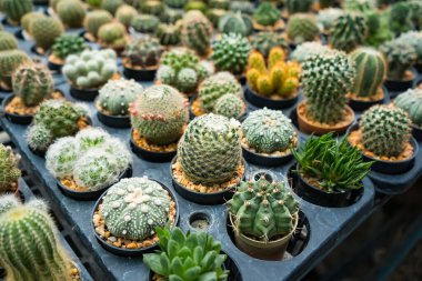 Bu büyüleyici görüntü, her biri küçük tencerelere yerleştirilmiş çeşitli kaktüsler ve sulu bitkiler sergiliyor. Düzenleme, dikenden bulanıklığa kadar uzanan eşsiz şekillerini, renklerini ve dokularını vurguluyor. Bu dirençli bitkiler kurak çevre için çok uygundur.