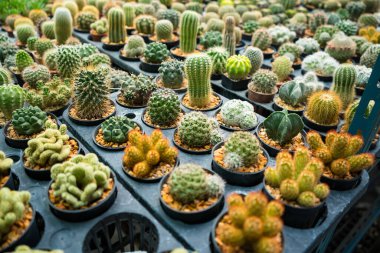 Bu büyüleyici görüntü, her biri küçük tencerelere yerleştirilmiş çeşitli kaktüsler ve sulu bitkiler sergiliyor. Düzenleme, dikenden bulanıklığa kadar uzanan eşsiz şekillerini, renklerini ve dokularını vurguluyor. Bu dirençli bitkiler kurak çevre için çok uygundur.