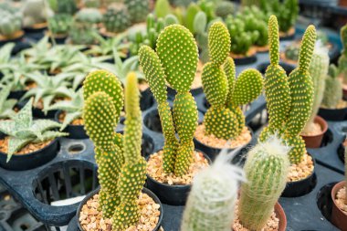 Bu büyüleyici görüntü, her biri küçük tencerelere yerleştirilmiş çeşitli kaktüsler ve sulu bitkiler sergiliyor. Düzenleme, dikenden bulanıklığa kadar uzanan eşsiz şekillerini, renklerini ve dokularını vurguluyor. Bu dirençli bitkiler kurak çevre için çok uygundur.