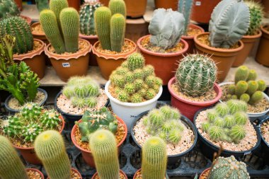Bu büyüleyici görüntü, her biri küçük tencerelere yerleştirilmiş çeşitli kaktüsler ve sulu bitkiler sergiliyor. Düzenleme, dikenden bulanıklığa kadar uzanan eşsiz şekillerini, renklerini ve dokularını vurguluyor. Bu dirençli bitkiler kurak çevre için çok uygundur.