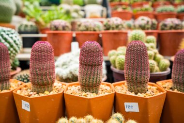 This captivating image showcases a variety of cacti and succulents, each nestled in small pots. The arrangement highlights their unique shapes, colors, and textures, ranging from spiky to fuzzy. These resilient plants are well-suited for arid environ clipart