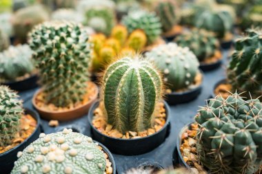 Bu büyüleyici görüntü, her biri küçük tencerelere yerleştirilmiş çeşitli kaktüsler ve sulu bitkiler sergiliyor. Düzenleme, dikenden bulanıklığa kadar uzanan eşsiz şekillerini, renklerini ve dokularını vurguluyor. Bu dirençli bitkiler kurak çevre için çok uygundur.