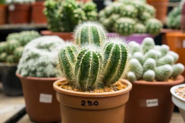 Bu büyüleyici görüntü, her biri küçük tencerelere yerleştirilmiş çeşitli kaktüsler ve sulu bitkiler sergiliyor. Düzenleme, dikenden bulanıklığa kadar uzanan eşsiz şekillerini, renklerini ve dokularını vurguluyor. Bu dirençli bitkiler kurak çevre için çok uygundur.