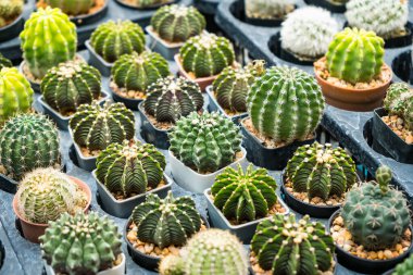 Bu büyüleyici görüntü, her biri küçük tencerelere yerleştirilmiş çeşitli kaktüsler ve sulu bitkiler sergiliyor. Düzenleme, dikenden bulanıklığa kadar uzanan eşsiz şekillerini, renklerini ve dokularını vurguluyor. Bu dirençli bitkiler kurak çevre için çok uygundur.