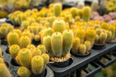 Bu büyüleyici görüntü, her biri küçük tencerelere yerleştirilmiş çeşitli kaktüsler ve sulu bitkiler sergiliyor. Düzenleme, dikenden bulanıklığa kadar uzanan eşsiz şekillerini, renklerini ve dokularını vurguluyor. Bu dirençli bitkiler kurak çevre için çok uygundur.