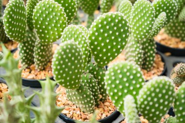 This captivating image showcases a variety of cacti and succulents, each nestled in small pots. The arrangement highlights their unique shapes, colors, and textures, ranging from spiky to fuzzy. These resilient plants are well-suited for arid environ clipart