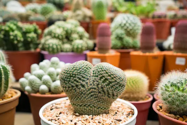 stock image This captivating image showcases a variety of cacti and succulents, each nestled in small pots. The arrangement highlights their unique shapes, colors, and textures, ranging from spiky to fuzzy. These resilient plants are well-suited for arid environ