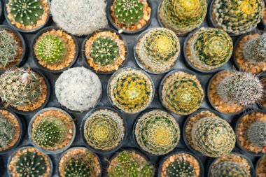 Bu resim çömlek içinde küçük bir kaktüs koleksiyonunu gösteriyor. Farklı şekillerde, boyutlarda ve renklerde olurlar..