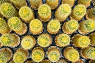 Bu resim çömlek içinde küçük bir kaktüs koleksiyonunu gösteriyor. Farklı şekillerde, boyutlarda ve renklerde olurlar..