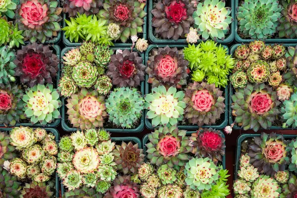 stock image This image shows a collection of small cacti in pots. They come in different shapes, sizes, and colors.