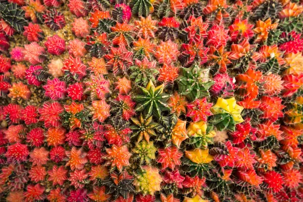 Stock image This image shows a collection of small cacti in pots. They come in different shapes, sizes, and colors.