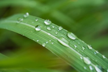 Bu büyüleyici görüntü, parlak çiy damlalarıyla süslenmiş bir limon otunun yakın çekimini sergiliyor. Yaprağın canlı yeşil tonu kristal berrak su damlacıklarıyla güzel bir tezat oluşturarak büyüleyici bir manzara yaratıyor. Hassas damarlar