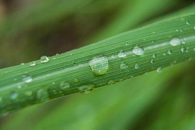 Bu büyüleyici görüntü, parlak çiy damlalarıyla süslenmiş bir limon otunun yakın çekimini sergiliyor. Yaprağın canlı yeşil tonu kristal berrak su damlacıklarıyla güzel bir tezat oluşturarak büyüleyici bir manzara yaratıyor. Hassas damarlar
