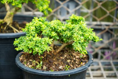 Bu büyüleyici görüntü titizlikle hazırlanmış bir bonsai ağacını gösteriyor. Tam boyutlu bir ağacın minyatür bir temsili. Karmaşık dallanma ve yemyeşil yapraklar uyum ve denge hissi yaratır..