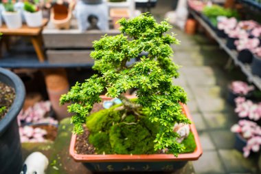Bu büyüleyici görüntü titizlikle hazırlanmış bir bonsai ağacını gösteriyor. Tam boyutlu bir ağacın minyatür bir temsili. Karmaşık dallanma ve yemyeşil yapraklar uyum ve denge hissi yaratır..