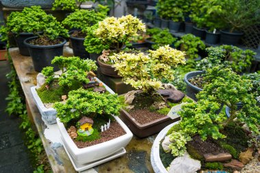 Bu büyüleyici görüntü titizlikle hazırlanmış bir bonsai ağacını gösteriyor. Tam boyutlu bir ağacın minyatür bir temsili. Karmaşık dallanma ve yemyeşil yapraklar uyum ve denge hissi yaratır..