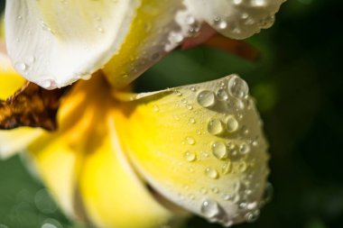 Sabah güneşinin yumuşak parıltısıyla yıkanmış narin bir frangipani çiçeği ışıldayan yağmur damlalarıyla süslenir. Yapraklar, beyaz ve sarı yumuşak bir karışım.,