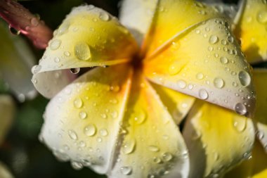 A delicate frangipani flower, bathed in the soft glow of morning sunlight, is adorned with glistening raindrops. The petals, a soft blend of white and yellow, clipart