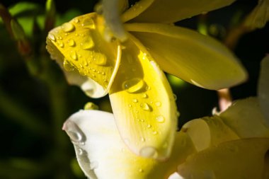 Sabah güneşinin yumuşak parıltısıyla yıkanmış narin bir frangipani çiçeği ışıldayan yağmur damlalarıyla süslenir. Yapraklar, beyaz ve sarı yumuşak bir karışım.,