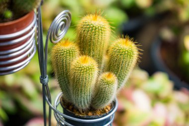Bu görüntü, metal bir bobin destek yapısının içinde sayısız dikenli canlı yeşil bir kaktüs yakalar. Kaktüs yukarı doğru büyüyor gibi görünüyor. Dikenli dokusu pürüzsüz ve sarmal metalle çelişiyor. Arka plan hafifçe bulanık.