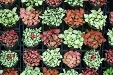 Bu canlı görüntü, Fittonia olarak da bilinen sinir bitkilerinin çarpıcı bir dizisini sergiliyor. Bitkiler büyüleyici bir renk mozaiği sergiliyor, koyu kırmızı, canlı yeşil de dahil.