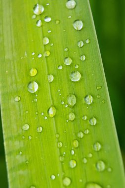 Bu büyüleyici görüntü, parlak çiy damlalarıyla süslenmiş bir limon otunun yakın çekimini sergiliyor. Yaprağın canlı yeşil tonu kristal berraklığında su damlacıklarıyla çok güzel zıtlaşıyor ve büyüleyici bir manzara yaratıyor..