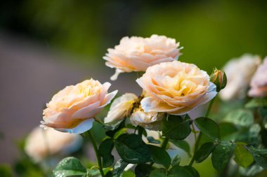 Bu büyüleyici görüntüde şeftali rengi gül demeti var. Yaprakları yumuşakça açılarak krema ve pembe renklerin ince bir karışımını ortaya çıkarıyor. Çiy damlaları narin yapraklara yapışıyor..