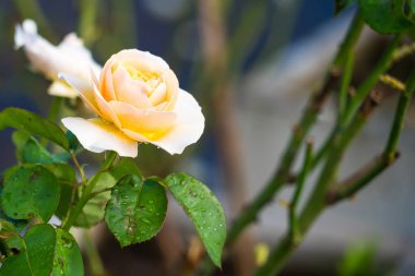 Bu büyüleyici görüntüde şeftali rengi gül demeti var. Yaprakları yumuşakça açılarak krema ve pembe renklerin ince bir karışımını ortaya çıkarıyor. Çiy damlaları narin yapraklara yapışıyor..