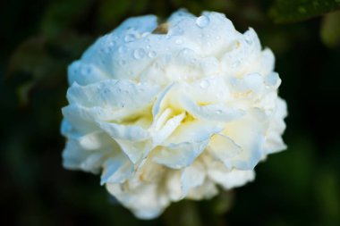 Bu büyüleyici görüntüde şeftali rengi gül demeti var. Yaprakları yumuşakça açılarak krema ve pembe renklerin ince bir karışımını ortaya çıkarıyor. Çiy damlaları narin yapraklara yapışıyor..