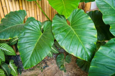 Modern bir jeodezik kubbe, yemyeşil bir çimenlikte, geniş mavi bir gökyüzünün altında, tüylü beyaz bulutlarla noktalanmış.