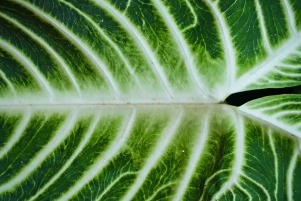 stock image close-up view of several vibrant green leaves with striking white veins, showcasing the intricate patterns and textures found in nature. The leaves belong to a plant species known for its ornate foliage, possibly a variety of Calathea or Maranta, whi