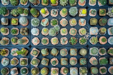 Bireysel kare kaplarda küçük, canlı kaktüslerden oluşan bir koleksiyonun tepeden tırnağa görüntüsü. Her kaktüs, sarı ve turuncudan yeşil tonlarına kadar çeşitli parlak renkler sergiler..