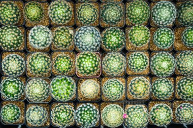 Bireysel kare kaplarda küçük, canlı kaktüslerden oluşan bir koleksiyonun tepeden tırnağa görüntüsü. Her kaktüs, sarı ve turuncudan yeşil tonlarına kadar çeşitli parlak renkler sergiler..