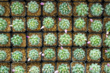Bireysel kare kaplarda küçük, canlı kaktüslerden oluşan bir koleksiyonun tepeden tırnağa görüntüsü. Her kaktüs, sarı ve turuncudan yeşil tonlarına kadar çeşitli parlak renkler sergiler..