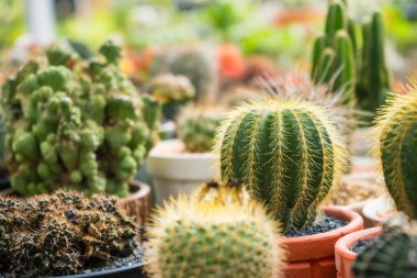 Altın varil kaktüslerinden oluşan bir grubun canlı bir görüntüsü. Bir tencerede birlikte büyüyorlar. Doğa ve bitki meraklıları için mükemmel..
