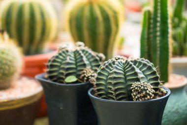 Altın varil kaktüslerinden oluşan bir grubun canlı bir görüntüsü. Bir tencerede birlikte büyüyorlar. Doğa ve bitki meraklıları için mükemmel..