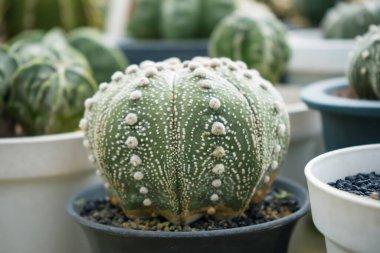 Altın varil kaktüslerinden oluşan bir grubun canlı bir görüntüsü. Bir tencerede birlikte büyüyorlar. Doğa ve bitki meraklıları için mükemmel..