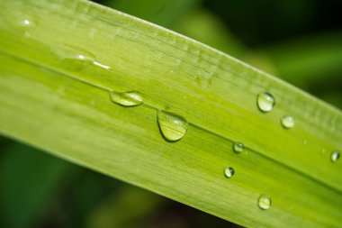 Bu büyüleyici görüntü, parlak çiy damlalarıyla süslenmiş bir limon otunun yakın çekimini sergiliyor. Yaprağın canlı yeşil tonu kristal berrak su damlacıklarıyla çok güzel zıt..