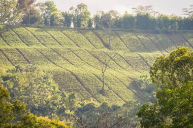 Kırsalda yuvarlanan yeşil teraslar, sık ormanlarla çevrili ve yumuşak güneş ışığıyla yıkanmış..