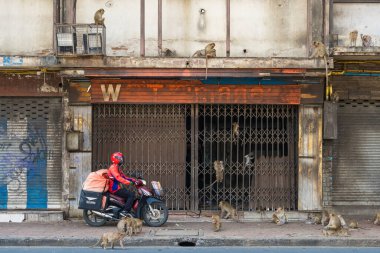 Motosikletli bir teslimatçı, maymunlarla dolu bir binanın önünden geçiyor. Şehir ve insan aktiviteleri arasındaki benzersiz etkileşimleri vurguluyor..