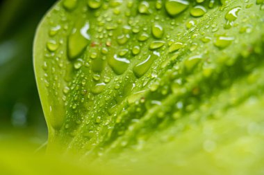 Yeşil bir yaprağın üzerindeki yağmur damlaları, doğanın su kaybının güzel bir göstergesi..