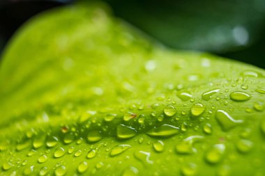 Yeşil bir yaprağın üzerindeki yağmur damlaları, doğanın su kaybının güzel bir göstergesi..