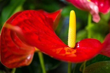 Parlak kırmızı bir Anthurium çiçeğinin parlak sarı bir spadix ile detaylı bir görüntüsü, çiçeğin eşsiz dokusunu ve çarpıcı görünümünü yakalıyor..