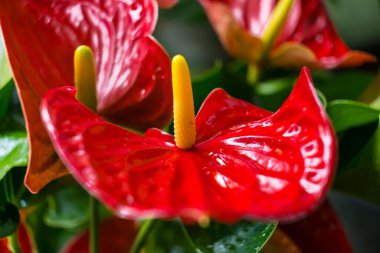 A detailed view of a glossy red Anthurium flower with a bright yellow spadix, capturing the flower's unique texture and striking appearance. clipart