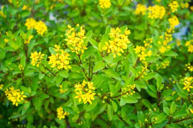 Yellow flowers in a lush green garden, showcasing the vibrant colors and beauty of nature. clipart