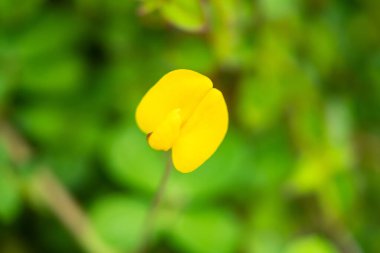 Yemyeşil bahçedeki sarı çiçekler, canlı renkleri ve doğanın güzelliğini gözler önüne seriyor..