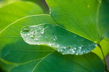 Canlı yeşil tropikal yapraklar üzerinde dinlenen yağmur damlalarının detaylı görüntüsü, yağmur ormanlarının bereketini vurguluyor..
