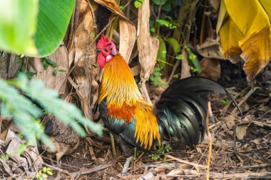 Canlı renklere sahip bir şehir horozu, parlak tüyleri ve gri çevresi arasındaki zıtlığı sergileyerek şehir caddesinde yürüyor..